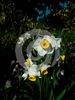 Narcissus poeticus flower also known as Nargis , PoetÃ¢â¬â¢s Daffodil ,PhesantÃ¢â¬â¢s eye .The flower is extremely fragrant, with a ring photo